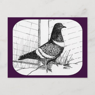Starling Pigeon 1973 Postcard