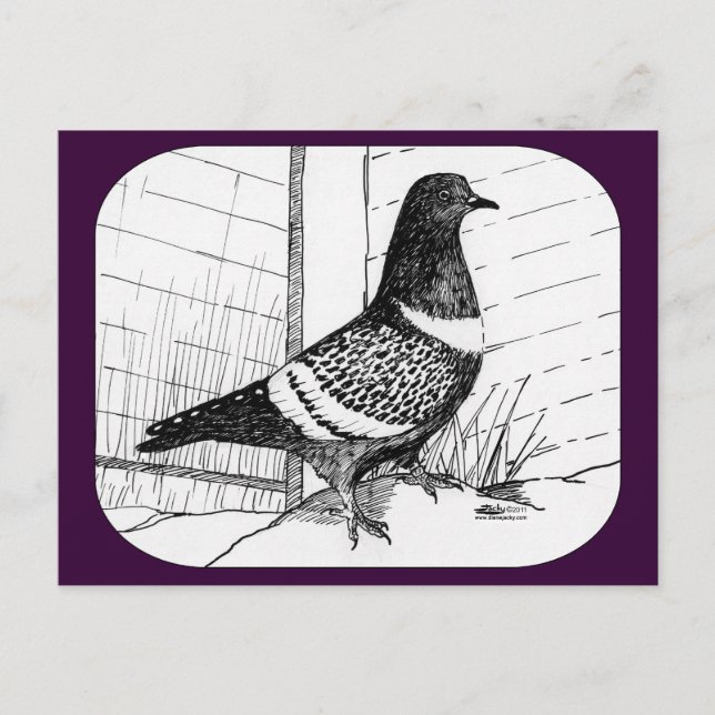 Starling Pigeon 1973 Postcard (Front)