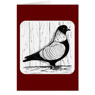 Starling Pigeon Silver-laced 1979