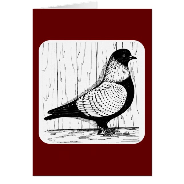 Starling Pigeon Silver-laced 1979 (Front)