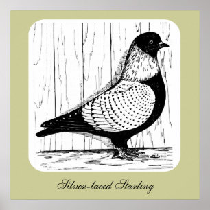 Starling Pigeon Silver-laced 1979 Poster