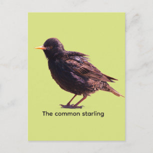 Starling  postcard