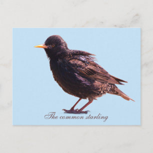Starling postcard