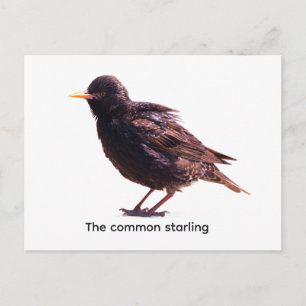 Starling  postcard