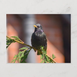 Starling postcard