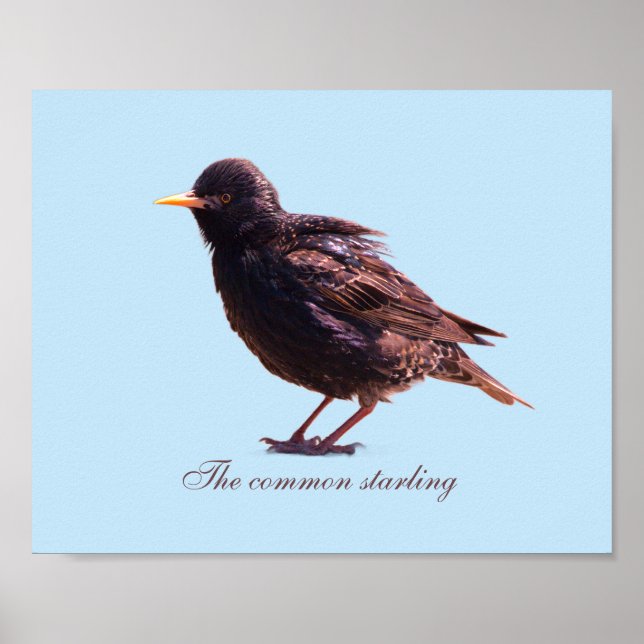 Starling  poster (Front)