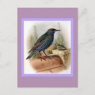 Starling Vintage Bird Illustration Postcard