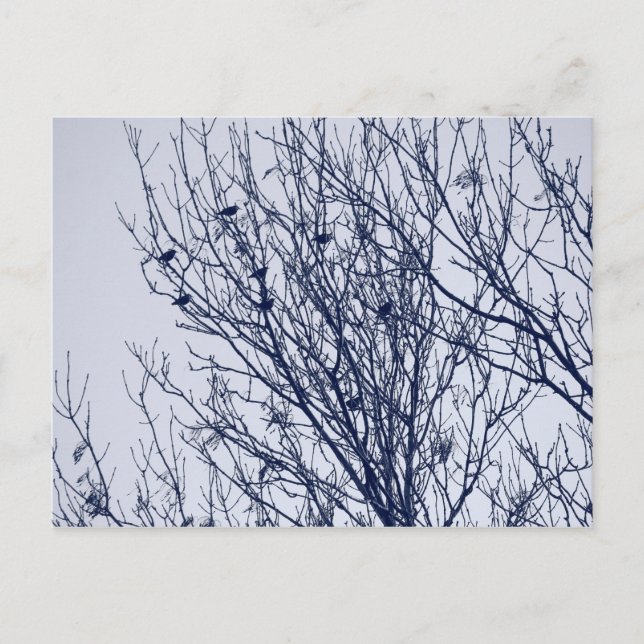 Starlings in a Tree Postcard (Front)
