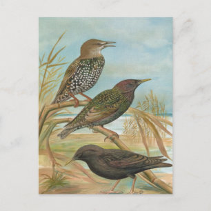 Starlings Vintage Bird Illustration Postcard