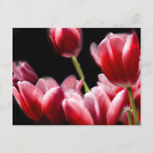 STARRED PINK TULIPS POSTCARD