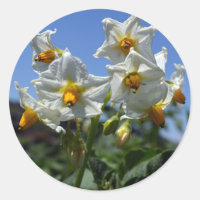 Starry flowers Solanum tuberosum