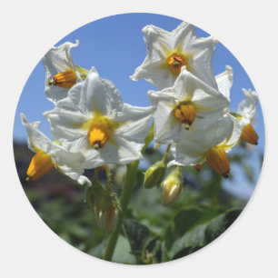 Starry flowers Solanum tuberosum  Classic Round Sticker
