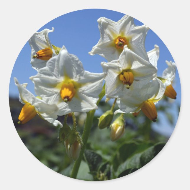 Starry flowers Solanum tuberosum  Classic Round Sticker (Front)