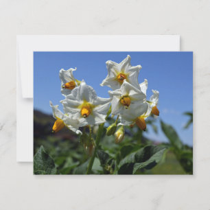 Starry flowers Solanum tuberosum Holiday Card