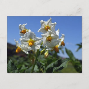 Starry flowers Solanum tuberosum Holiday Postcard