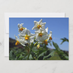 Starry flowers Solanum tuberosum   Invitation