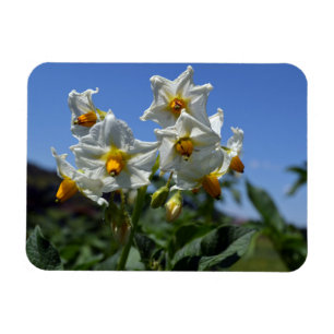 Starry flowers Solanum tuberosum Magnet
