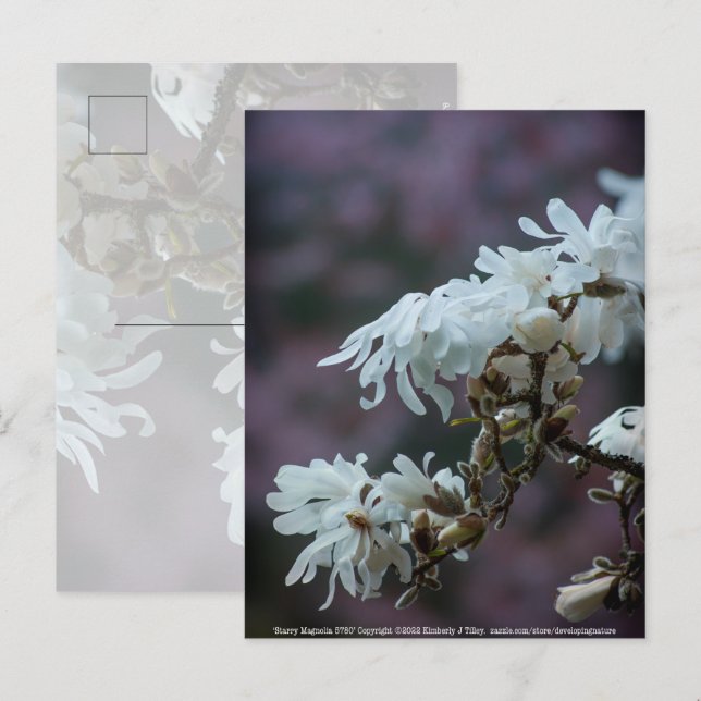 Starry Magnolia 5780 Postcard (Front/Back)