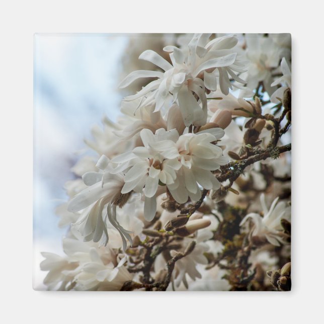 Starry Magnolia 5781 Magnet (Front)
