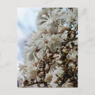 Starry Magnolia 5871 Postcard