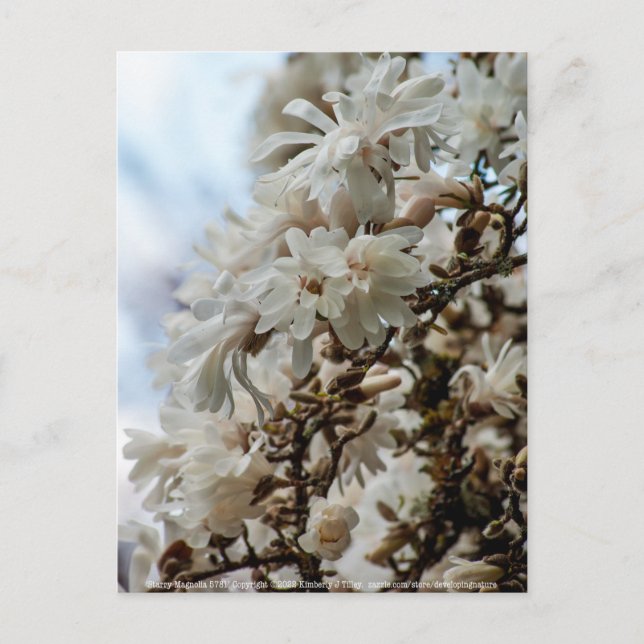 Starry Magnolia 5871 Postcard (Front)