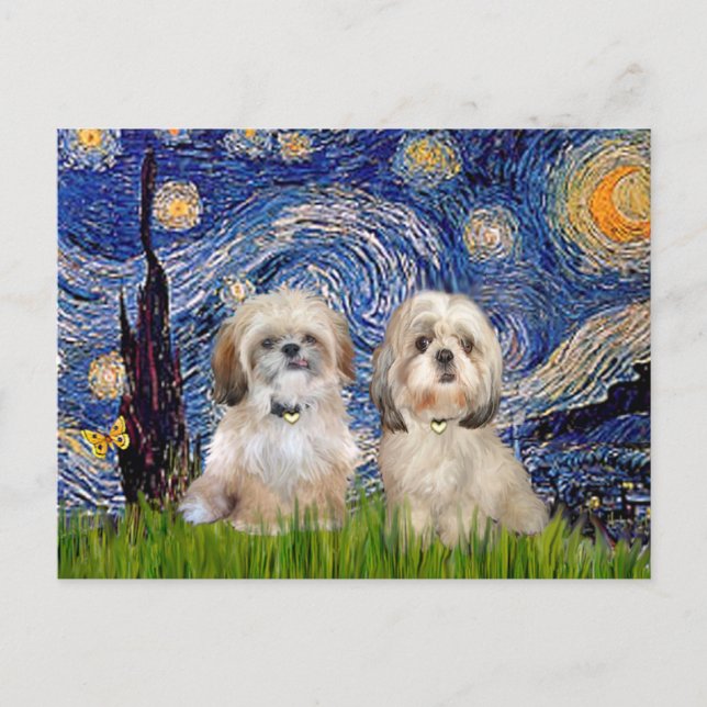 Starry Night - 2 Sihih Tzus (P+Y) Postcard (Front)