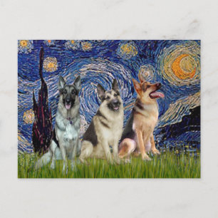 Starry Night - 3 German Shepherds Postcard