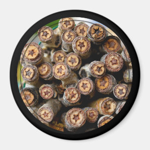 Stars along the Rio Grande Cotton Wood Trees Magnet