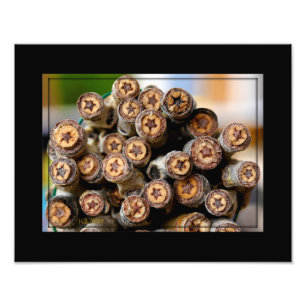 Stars along the Rio Grande Cotton Wood Trees Photo Print