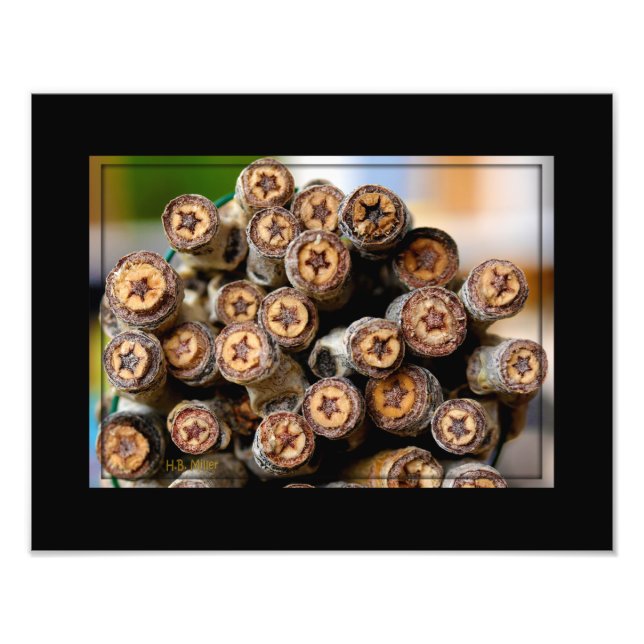 Stars along the Rio Grande Cotton Wood Trees Photo Print (Front)