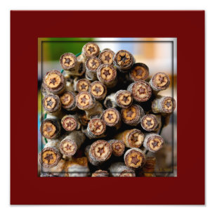Stars along the Rio Grande Cotton Wood Trees Photo Print
