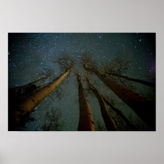 Stars and Trees Poster