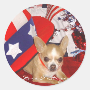 Stars & Stripes Chihuahua Pin Classic Round Sticker