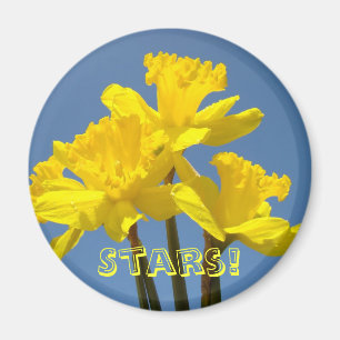 Stars! Yellow Daffodils magnets Blue Sky Floral