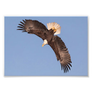 Starting To Dive Bald Eagle Photo Print
