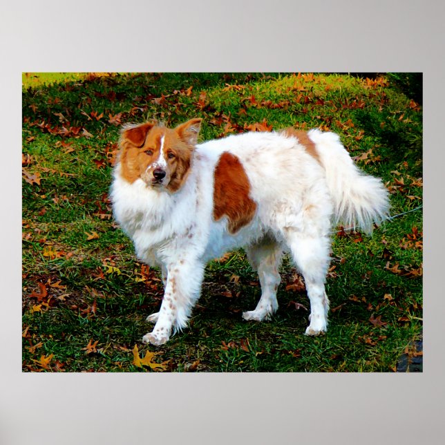 STARTING UNDER $20 - Collie on Lawn Poster (Front)