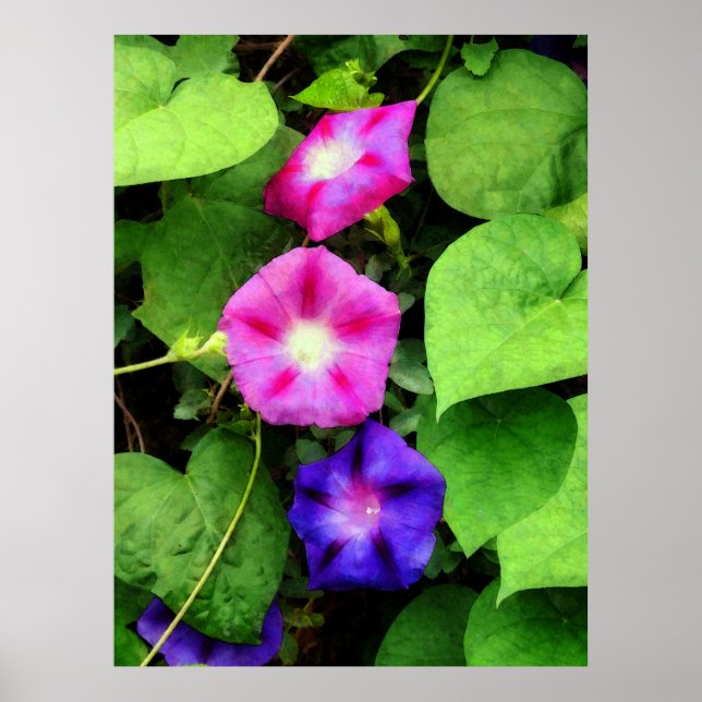 STARTING UNDER $20 - Pink and Purple Morning Glori Poster (Front)