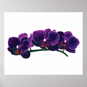 STARTING UNDER $20 - Purple Phalaenopsis Orchids Poster
