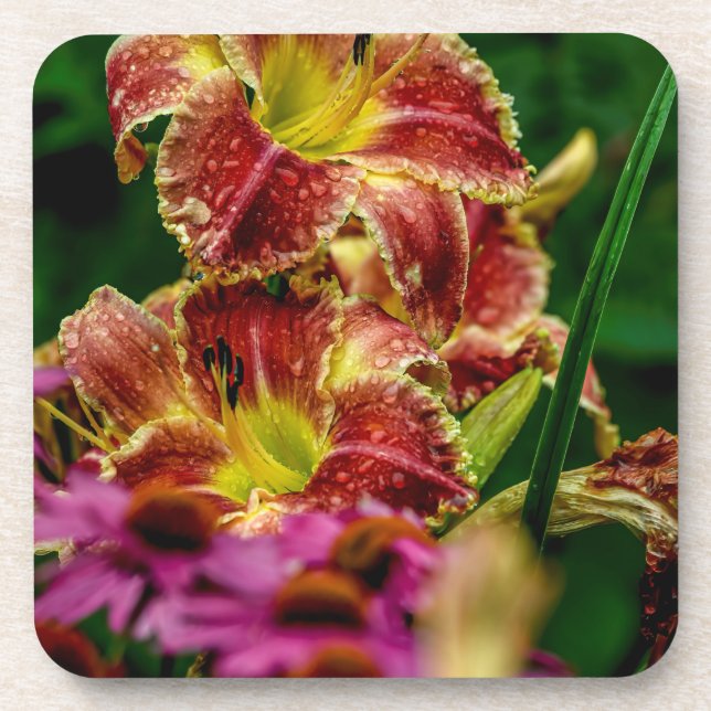"Startle" Daylily Coaster (Front)