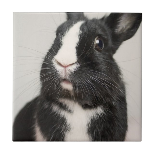 Startled Black and White Bunny Rabbit Ceramic Tile (Front)