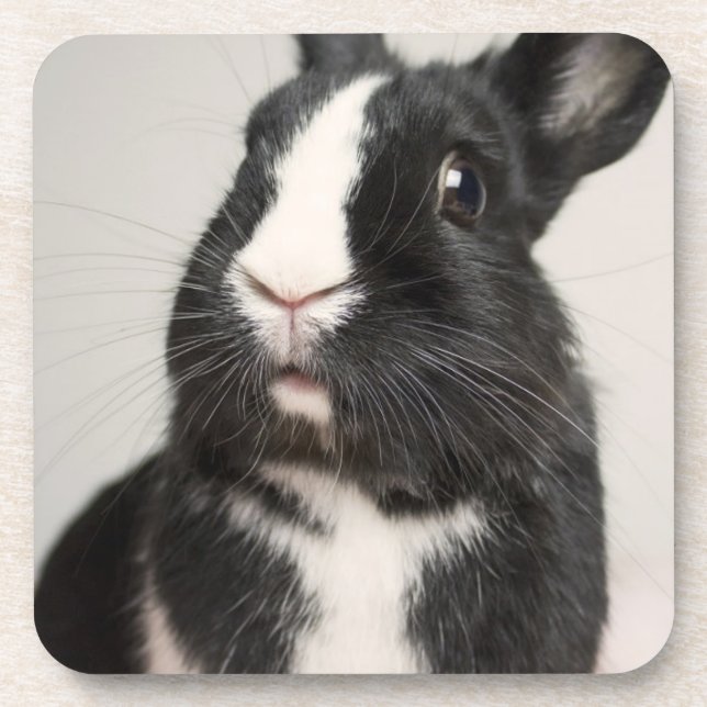 Startled Black and White Bunny Rabbit Coaster (Front)