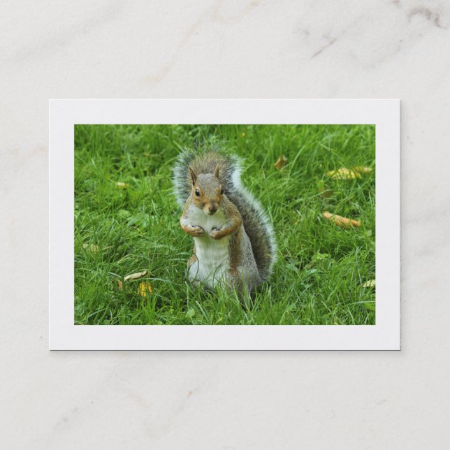 Startled Grey Squirrel (Bordered) Business Card (Front)