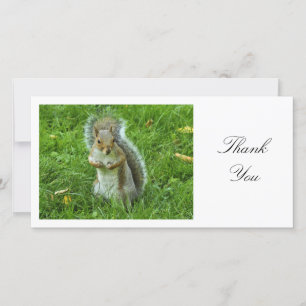 Startled Grey Squirrel - Thank You Card