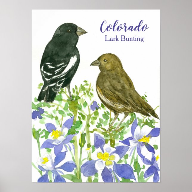 State Bird of Colorado Lark Bunting Wildflowers Poster (Front)