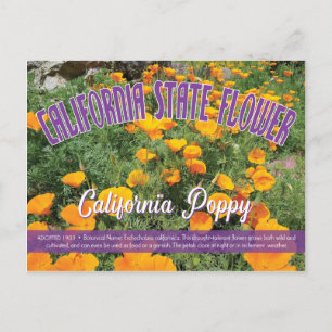 State Flower of California, the California Poppy Postcard