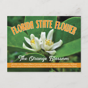 State Flower of Florida the Orange Blossom Postcard