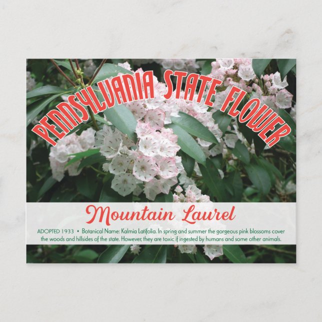 State Flower of Pennsylvania the Mountain Laurel Postcard (Front)