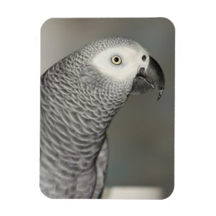 Stately African Grey Parrot Magnet