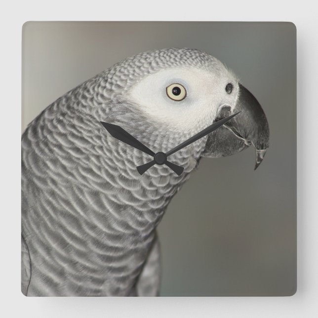 Stately African Grey Parrot Square Wall Clock (Front)