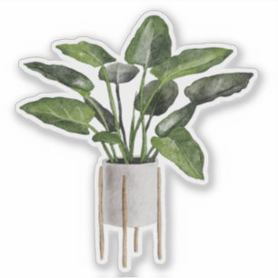 Stately Philodendron